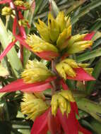 Image de Aechmea aquilega (Salisb.) Griseb.