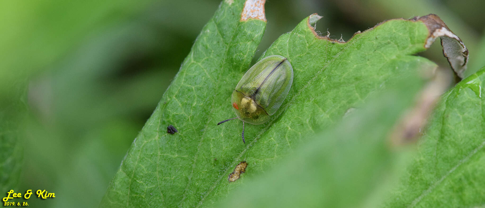 Image of Cassida (Cassida) mandli Spaeth 1921