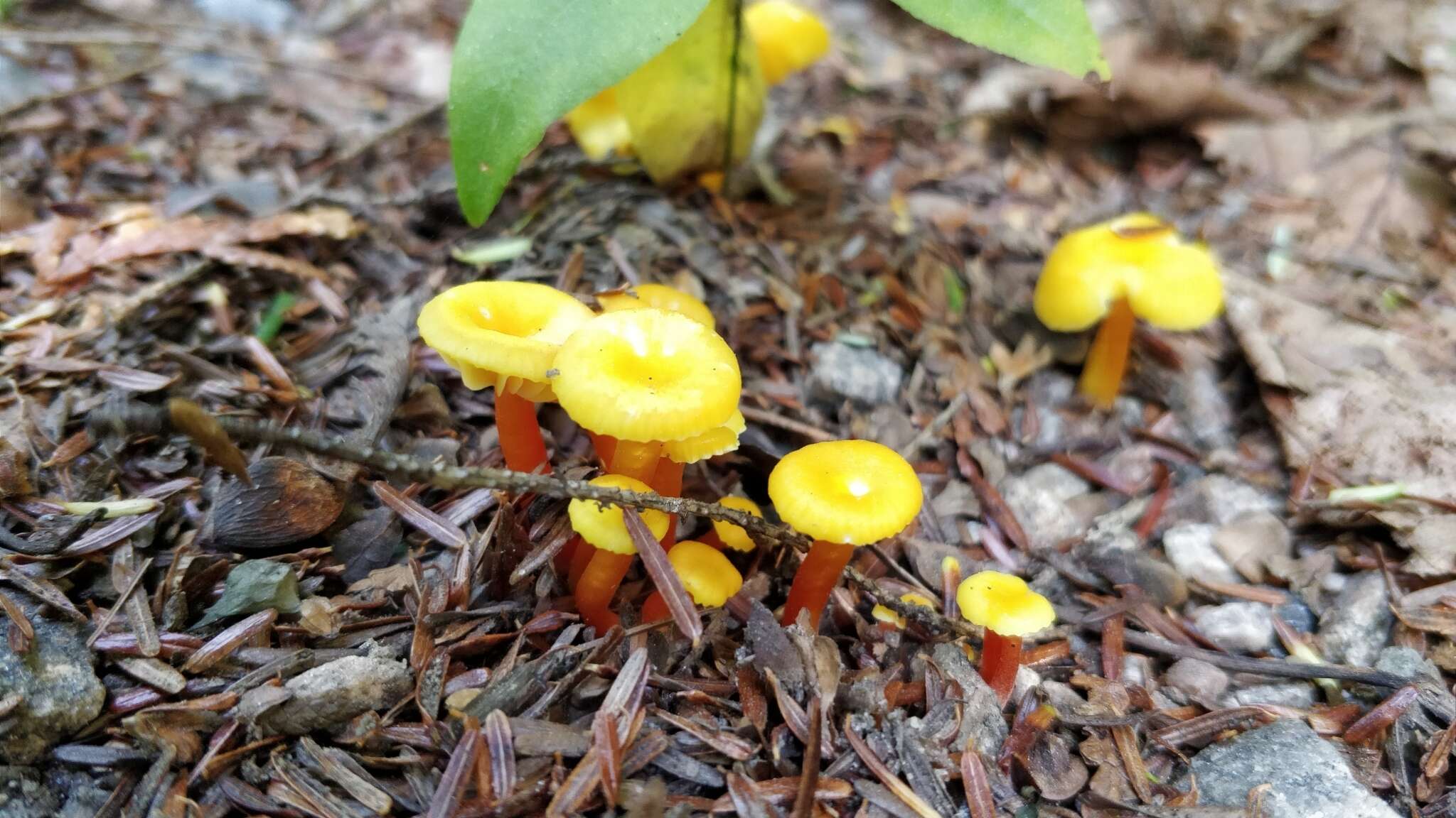 Image of Hygrocybe parvula (Peck) Murrill 1916