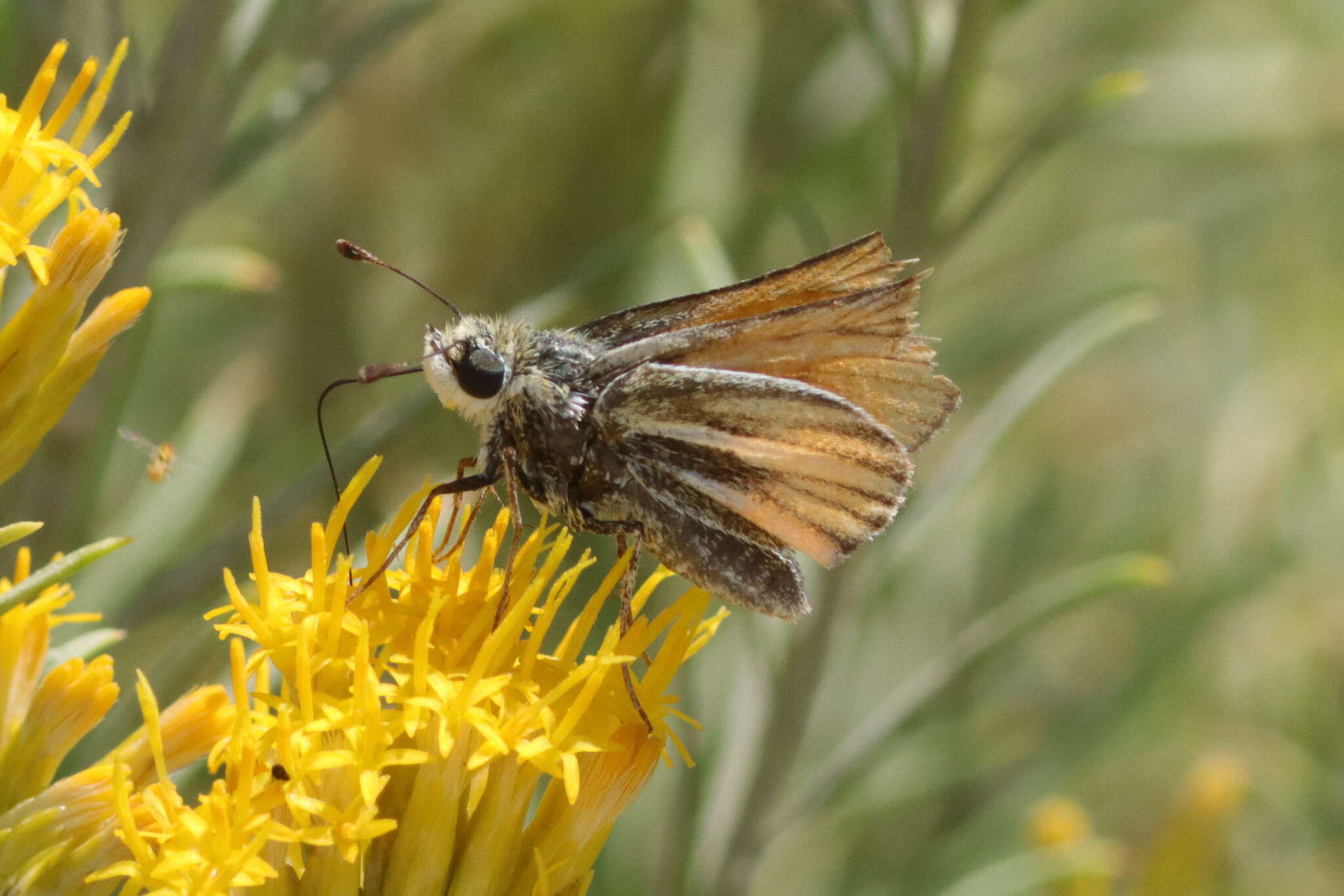 صورة Pseudocopaeodes eunus Edwards 1881