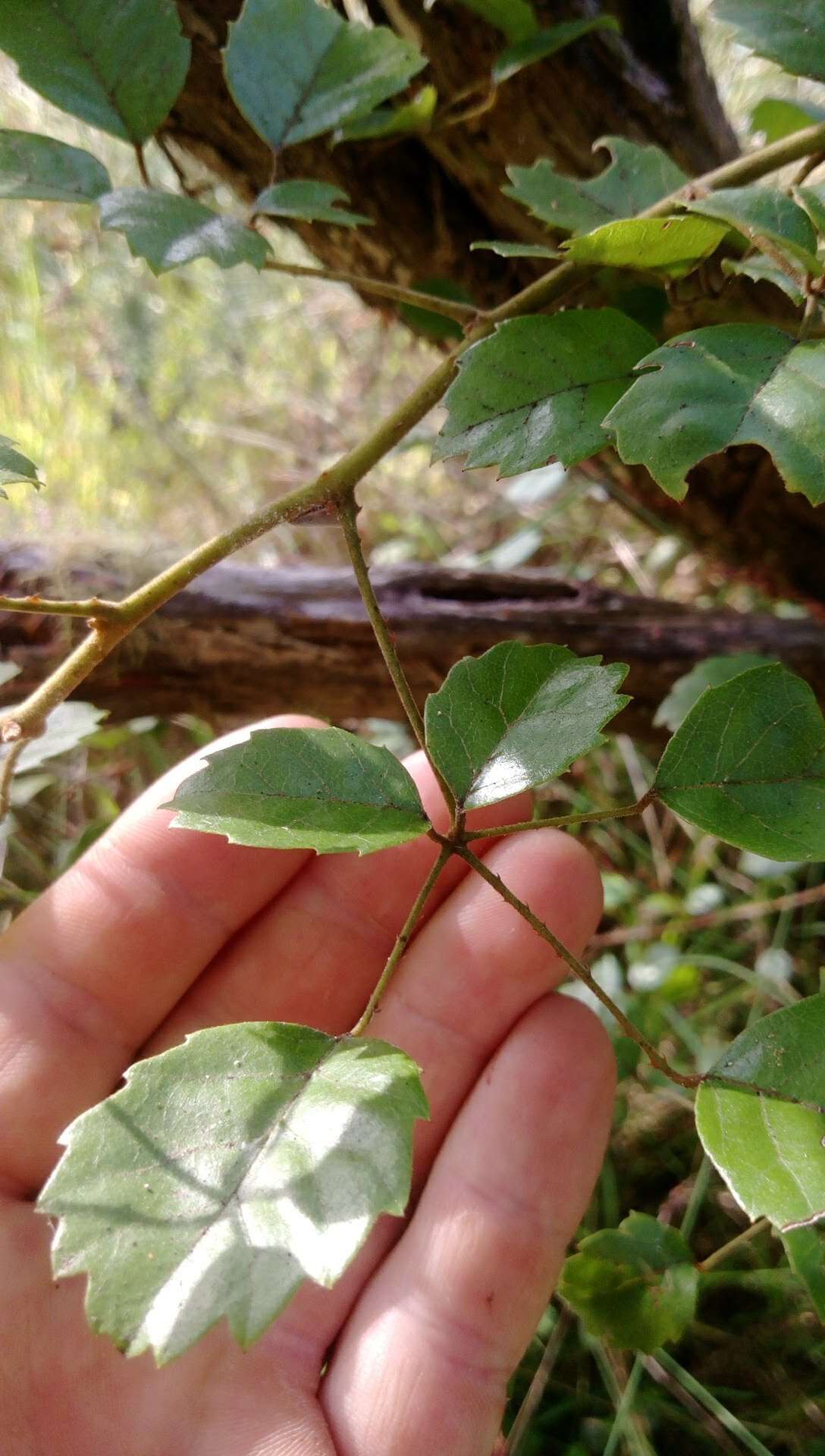 Rubus australis Forst. fil. resmi