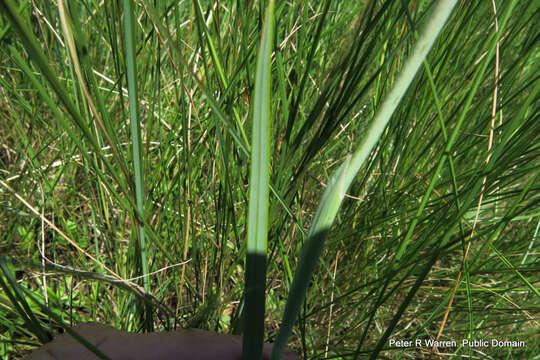 Plancia ëd Hesperantha baurii subsp. baurii