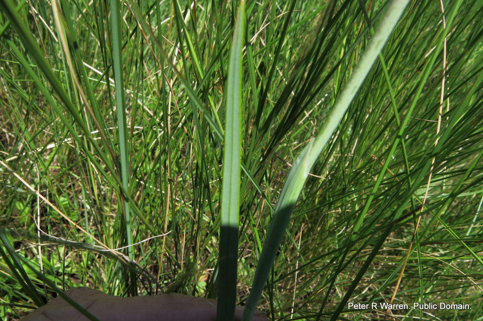 Plancia ëd Hesperantha baurii subsp. baurii