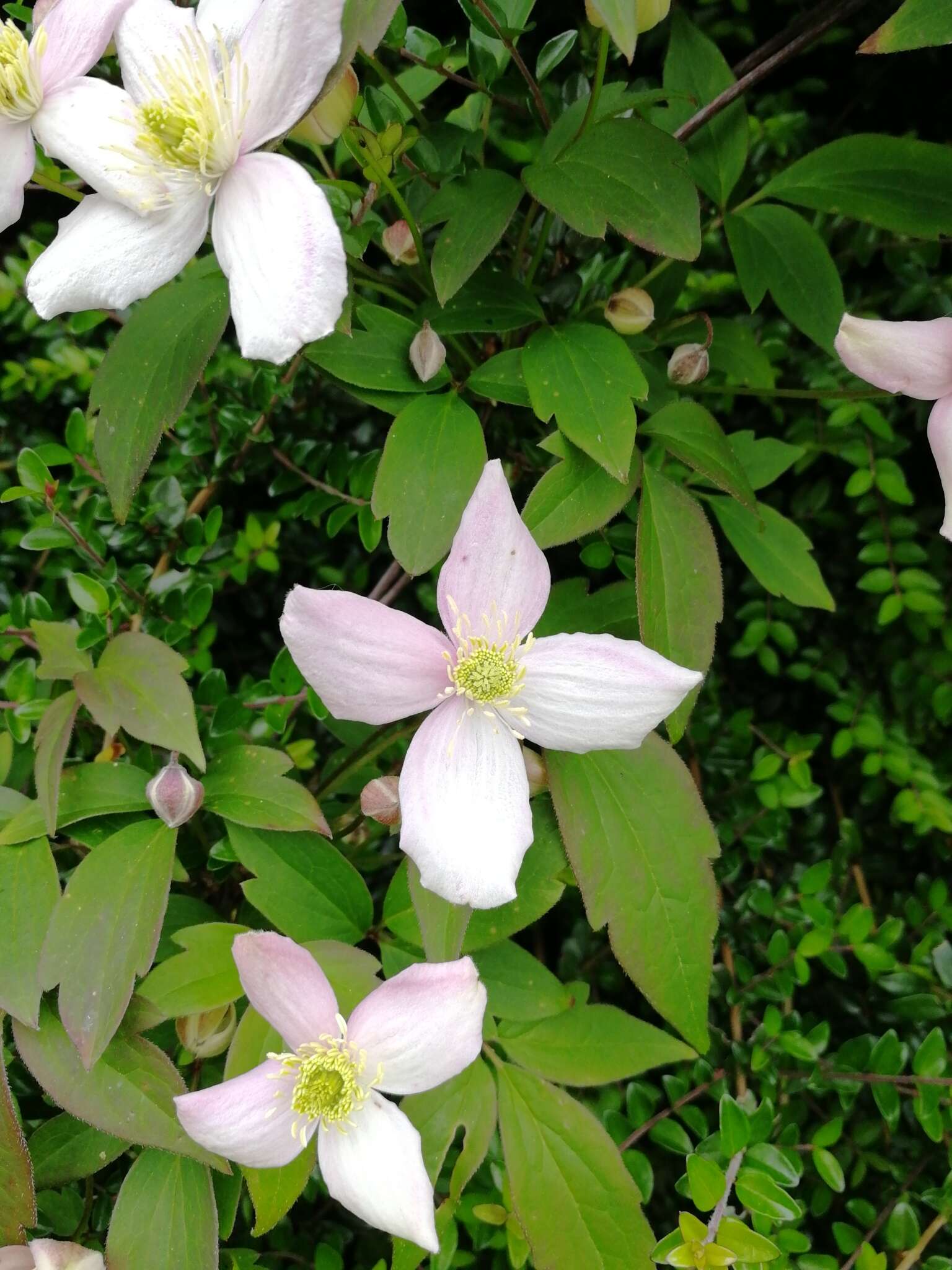 صورة Clematis montana Buch.-Ham. ex DC.