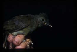 Image of Yellow-whiskered Greenbul