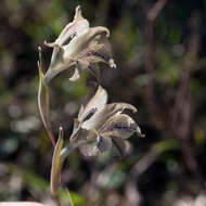 Imagem de Gladiolus recurvus L.