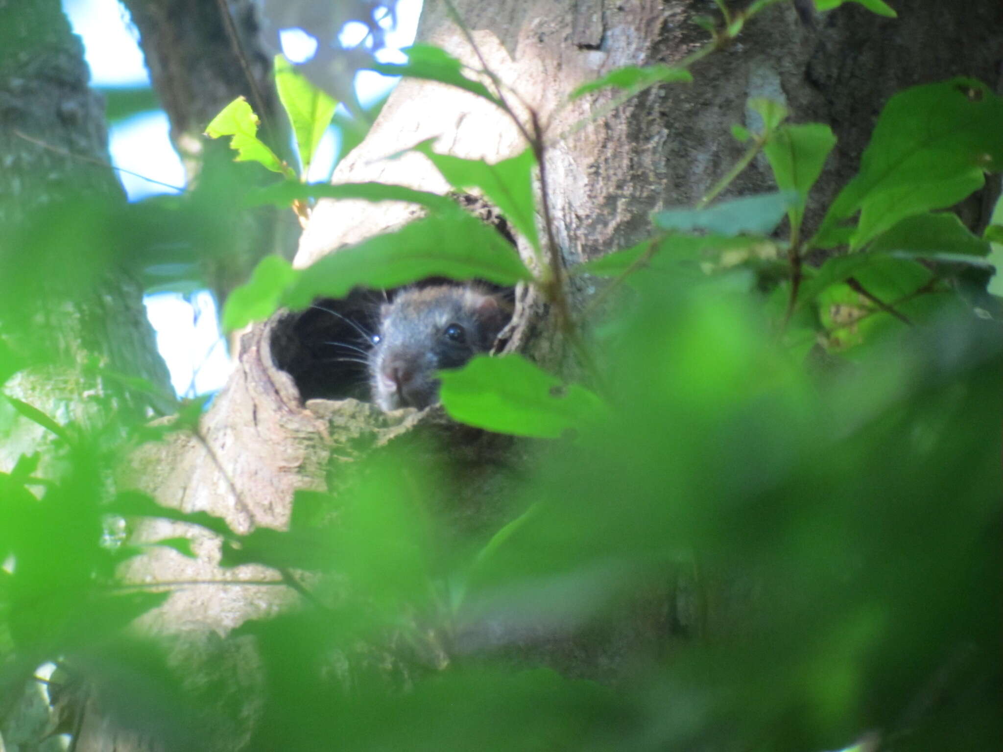 Image of Panama Gliding Spiny Rat