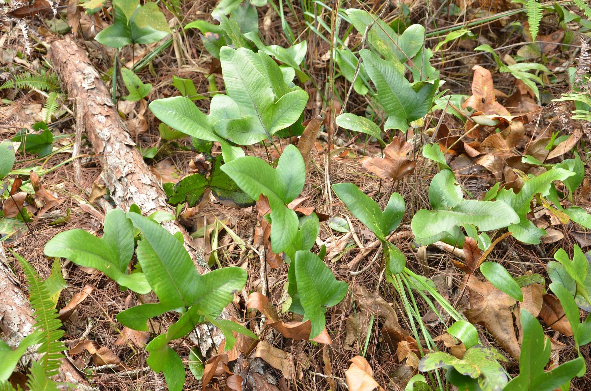 Image of Selliguea triloba (Houtt.) M. G. Price