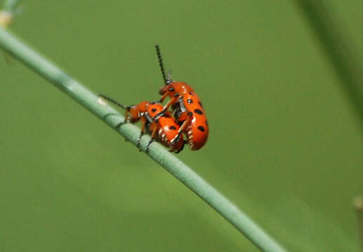 Image of Spotted asparagus beetle