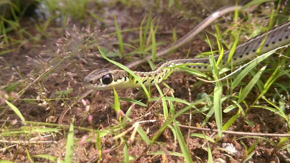 Lygophis meridionalis (Schenkel 1901) resmi