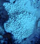 Montipora danae Milne Edwards & Haime 1851的圖片