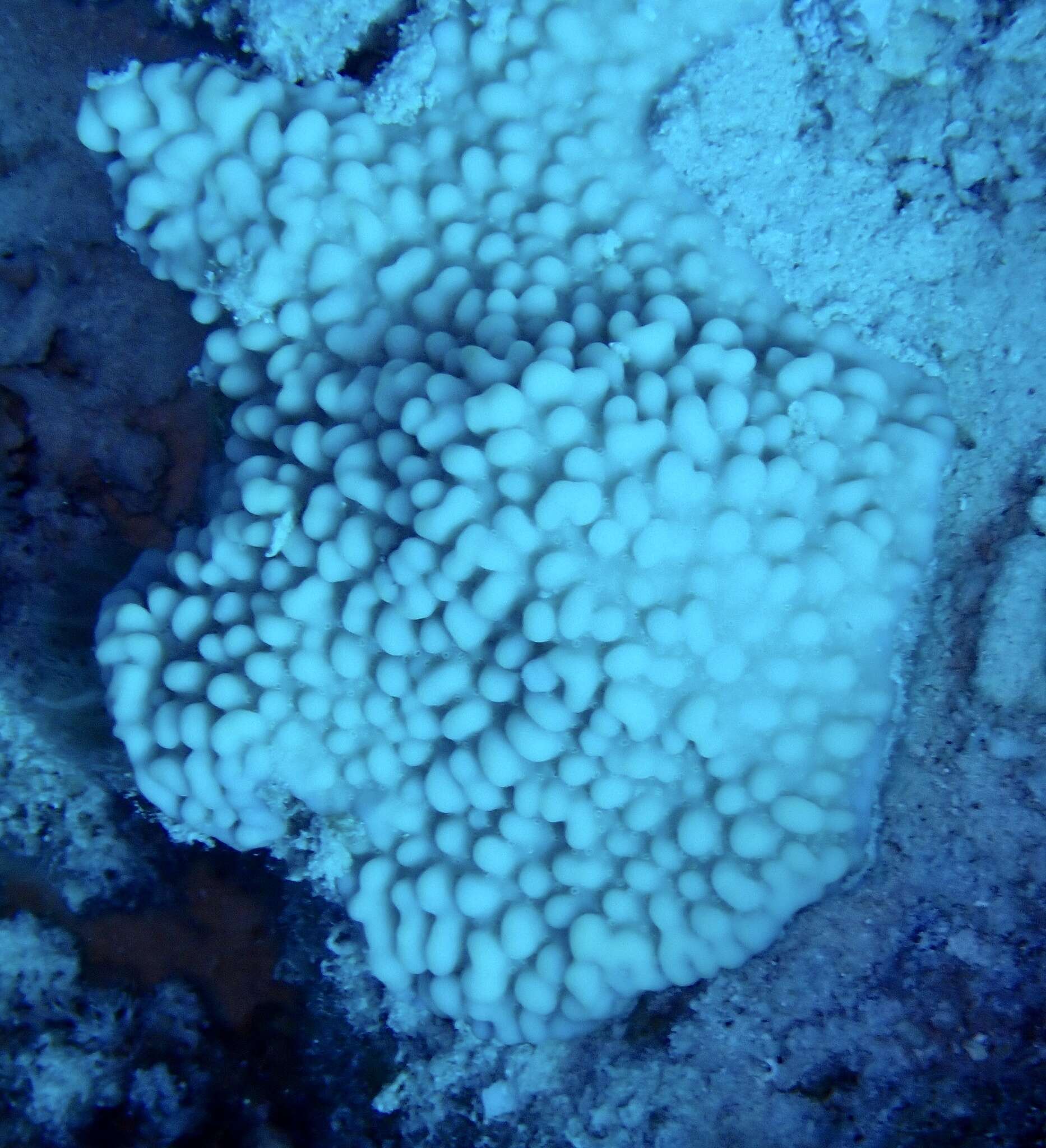 Image of pore coral