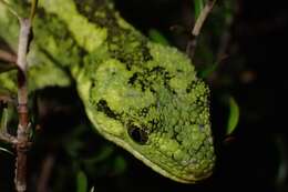 Image of Natural Tree Gecko