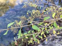 Image of Texas mock orange