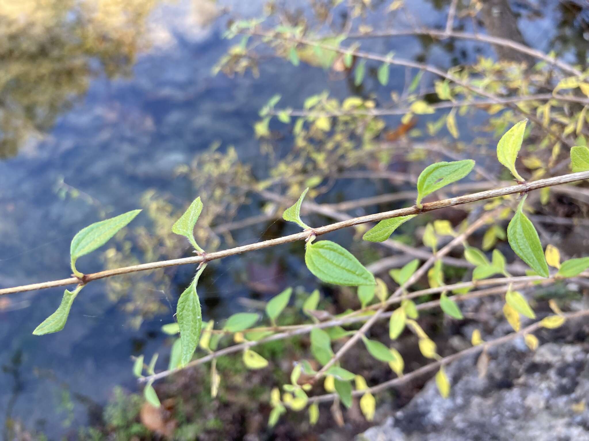 Imagem de Philadelphus texensis S. Y. Hu