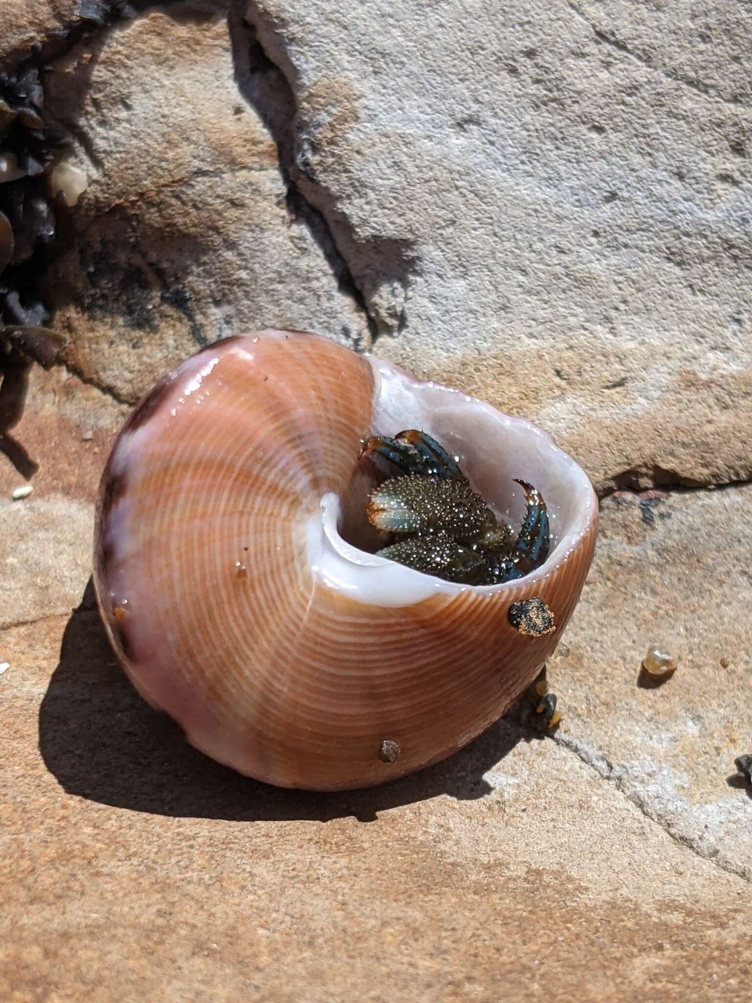 Image of Calliostoma gloriosum Dall 1871