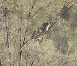 Image of Arabian Babbler