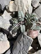 Imagem de Astragalus platytropis A. Gray