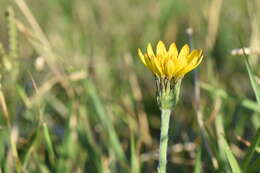 Imagem de Noticastrum acuminatum (DC.) Cuatrec.