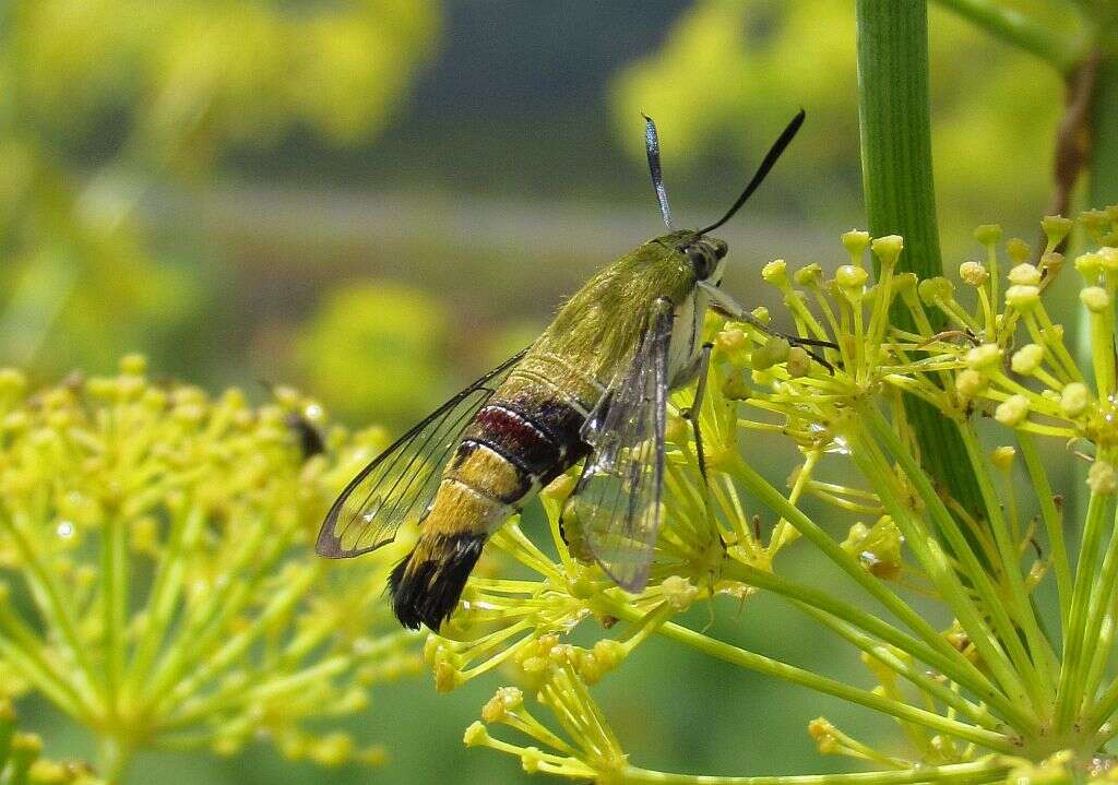 Plancia ëd Cephonodes hylas (Linnaeus 1771)