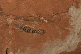 Image of Spotted Leaf-toed Gecko