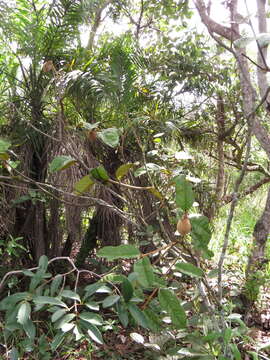 صورة Annona monticola Mart.