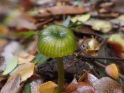 Image of Gliophorus pseudograminicolor (A. M. Young) P. M. Kirk 2013