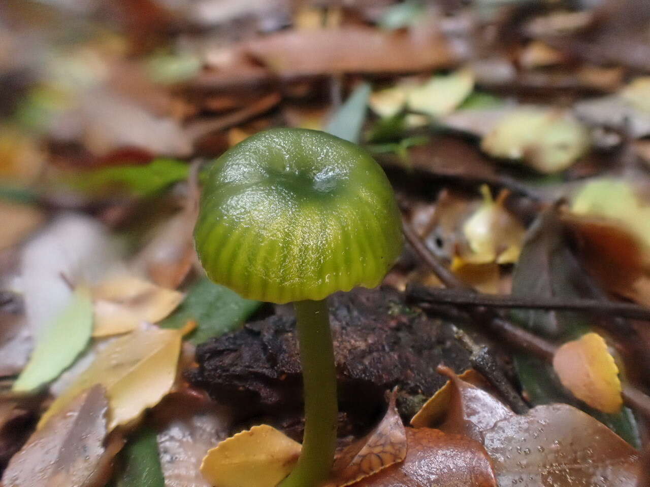 Image of Gliophorus pseudograminicolor (A. M. Young) P. M. Kirk 2013