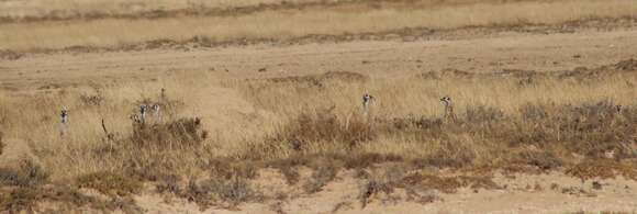 Image of Suricata suricatta suricatta (Schreber 1776)