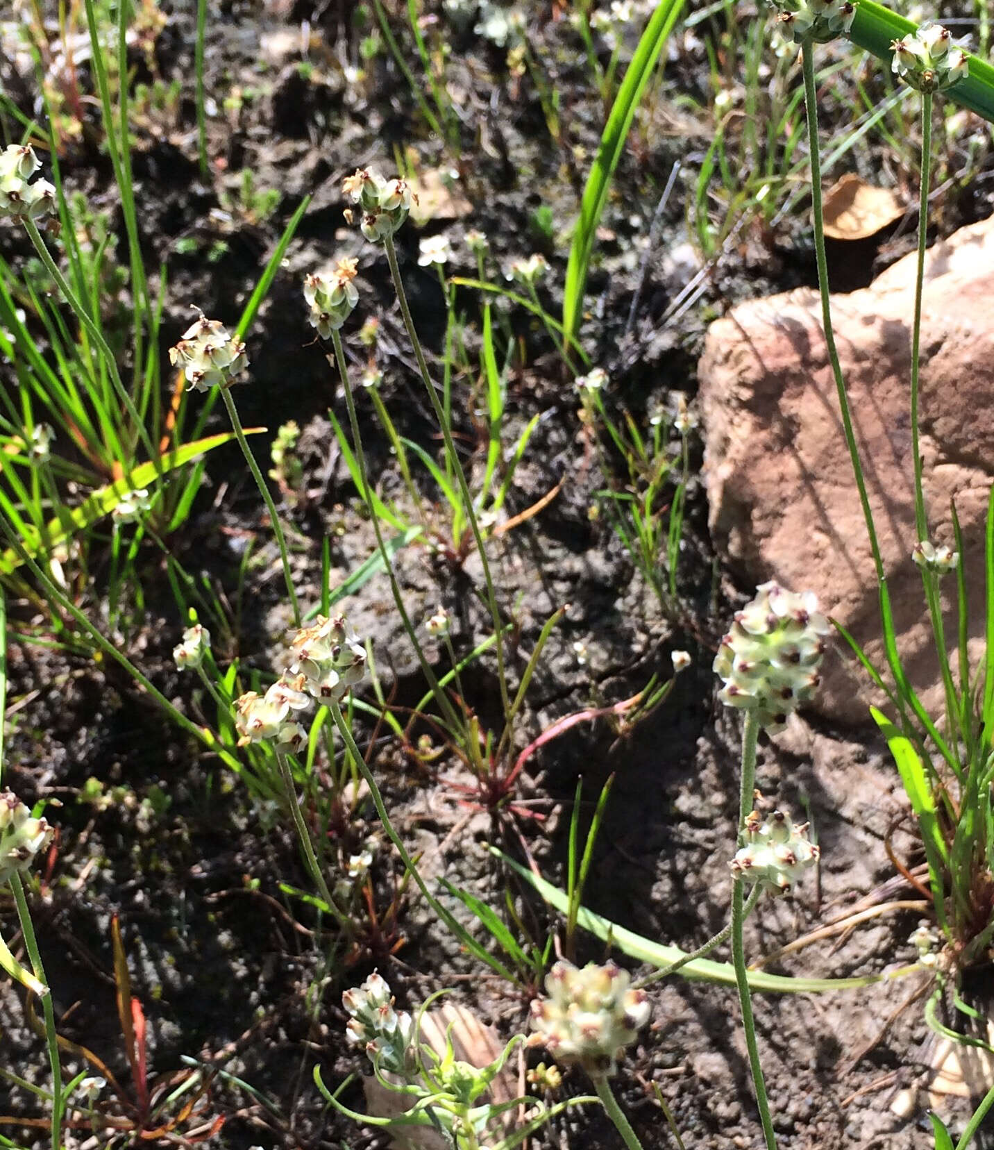 Image of dotseed plantain