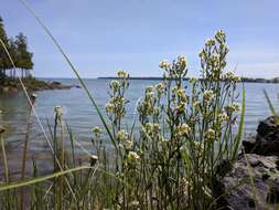 Image of rock draba