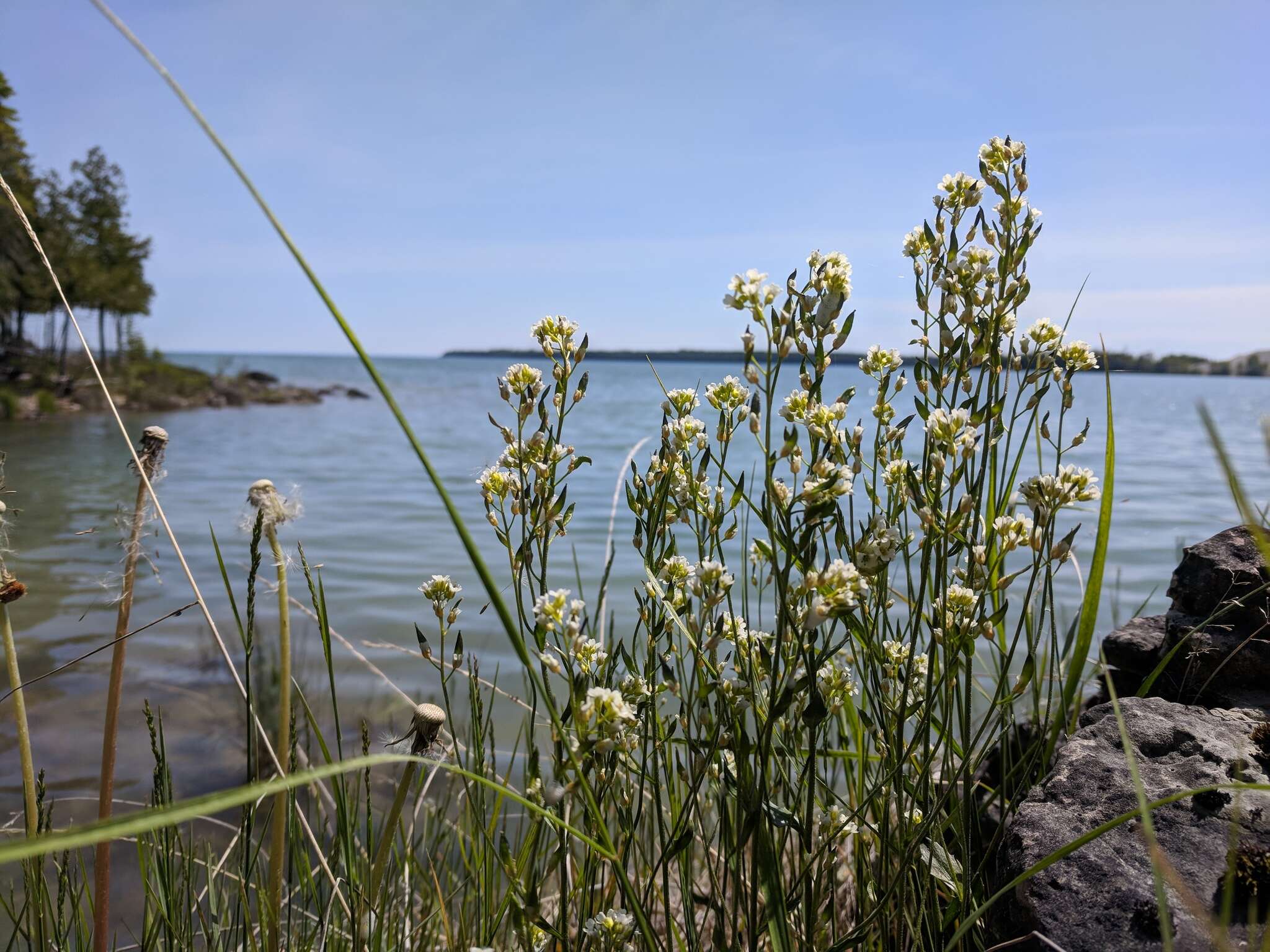 صورة Draba arabisans Michx.