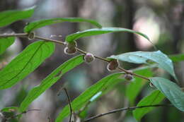 Image of Phyllanthus eriocarpus (Champ. ex Benth.) Müll. Arg.