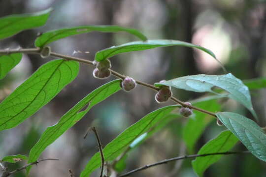 Image of Phyllanthus eriocarpus (Champ. ex Benth.) Müll. Arg.