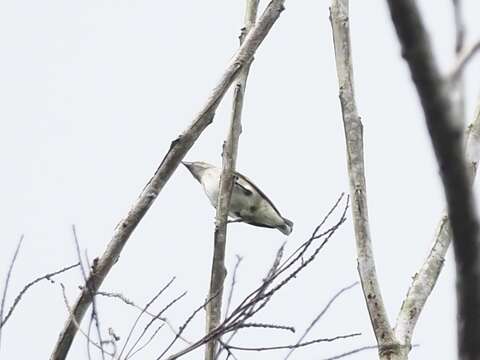 Image of Thick-billed Flowerpecker