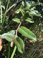 Image of Elaeagnus formosana Nakai