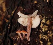 Image of Collybia eucalyptorum Cleland 1931