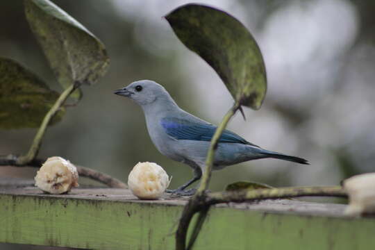 صورة Thraupis episcopus coelestis (Spix 1825)