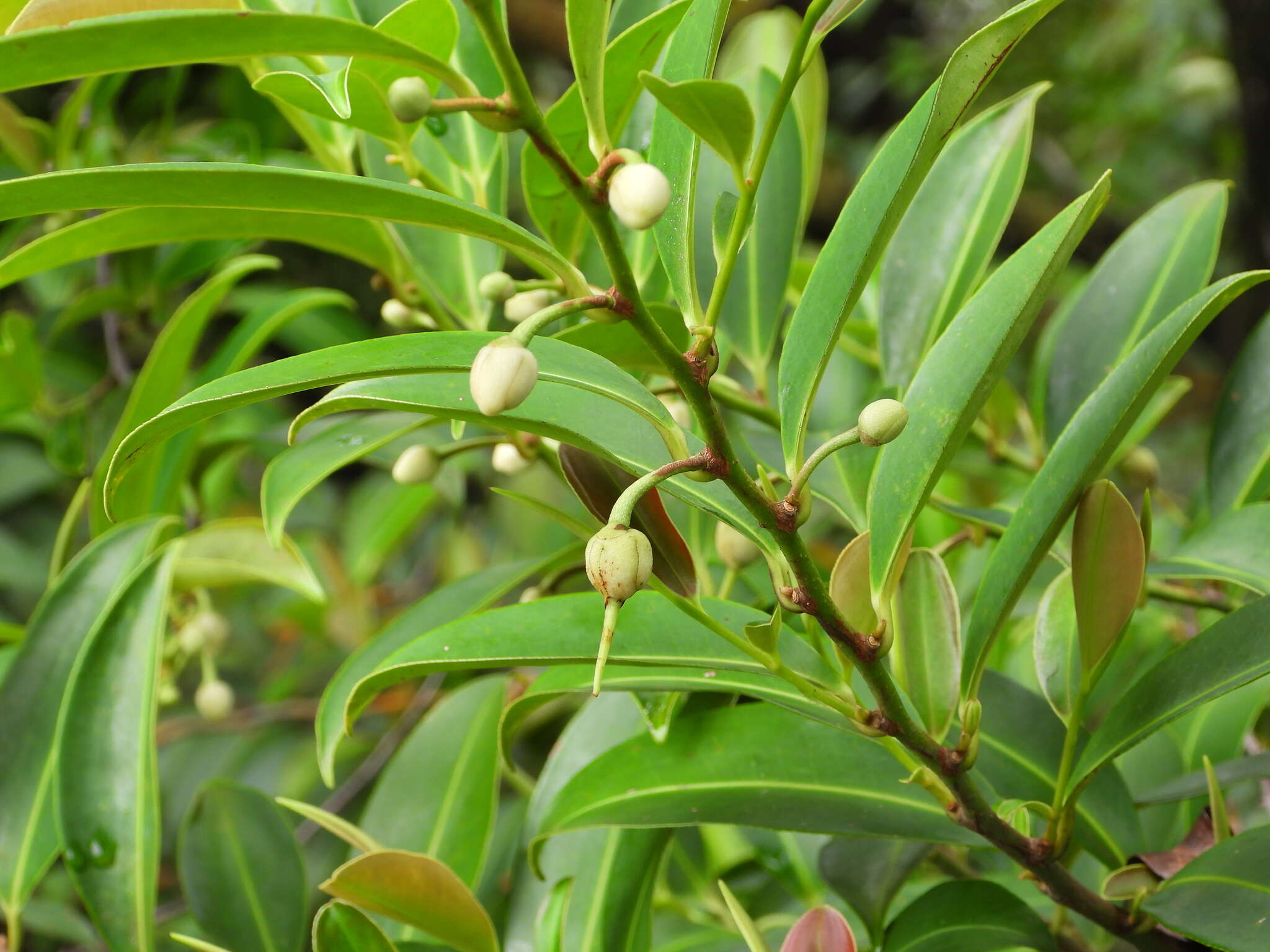 Image of Adinandra dumosa Jack