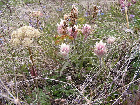 Image of elegant Indian paintbrush