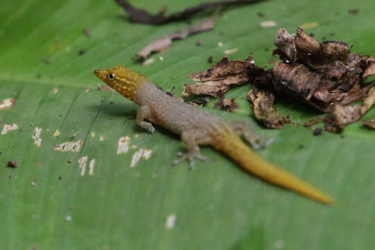 Image of Caribbean Least Gecko