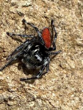 Image of Phidippus phoenix Edwards 2004