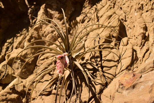 Image of Tillandsia paraensis Mez