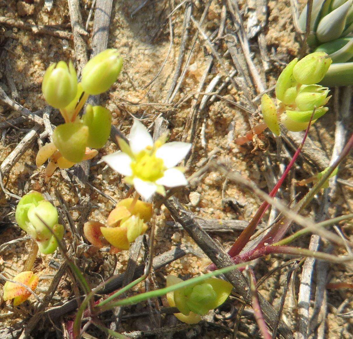 Image of Crassula pellucida subsp. spongiosa Tölken