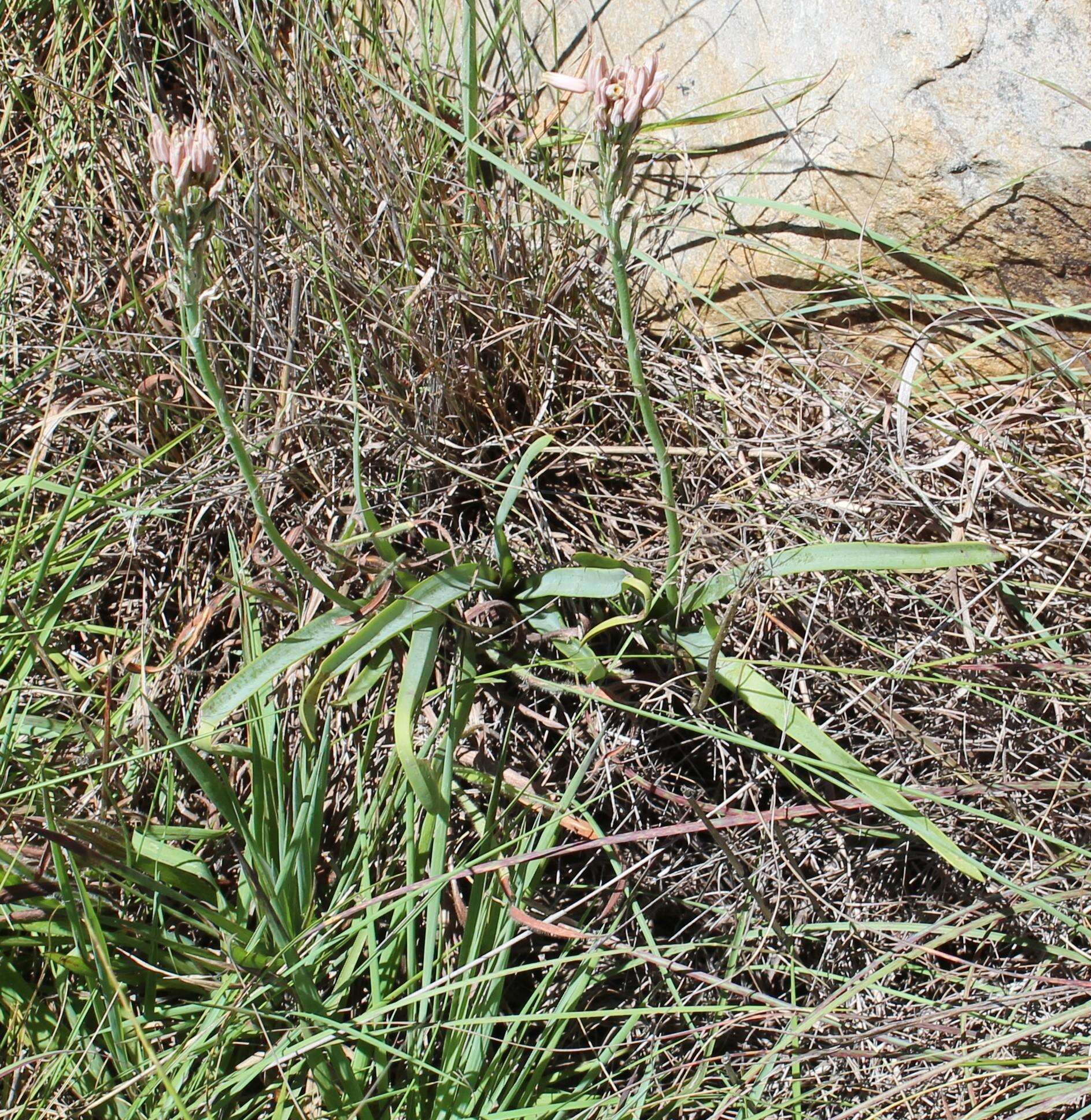 Image of Aloe minima Baker