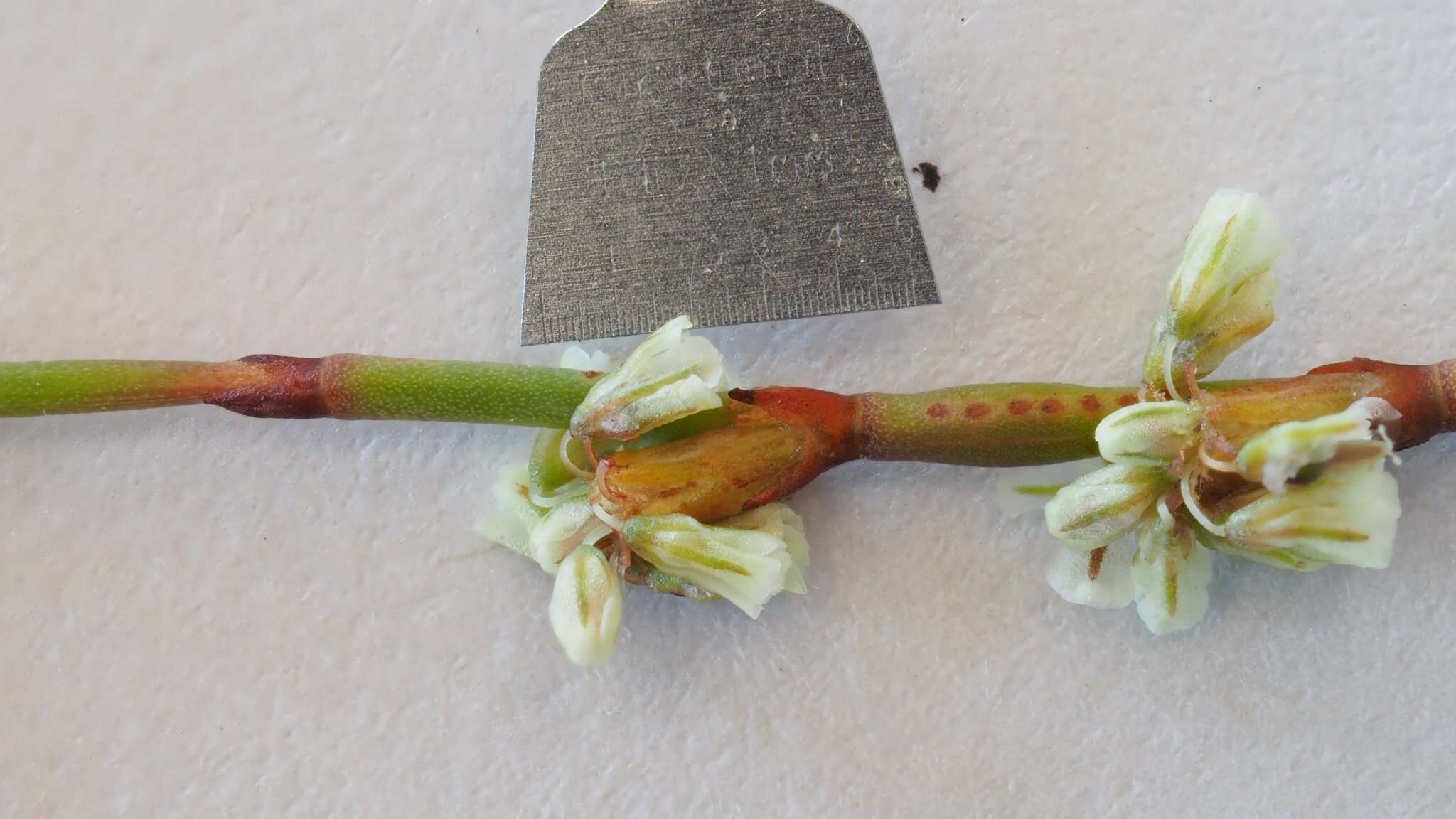 Image of slender woolly buckwheat