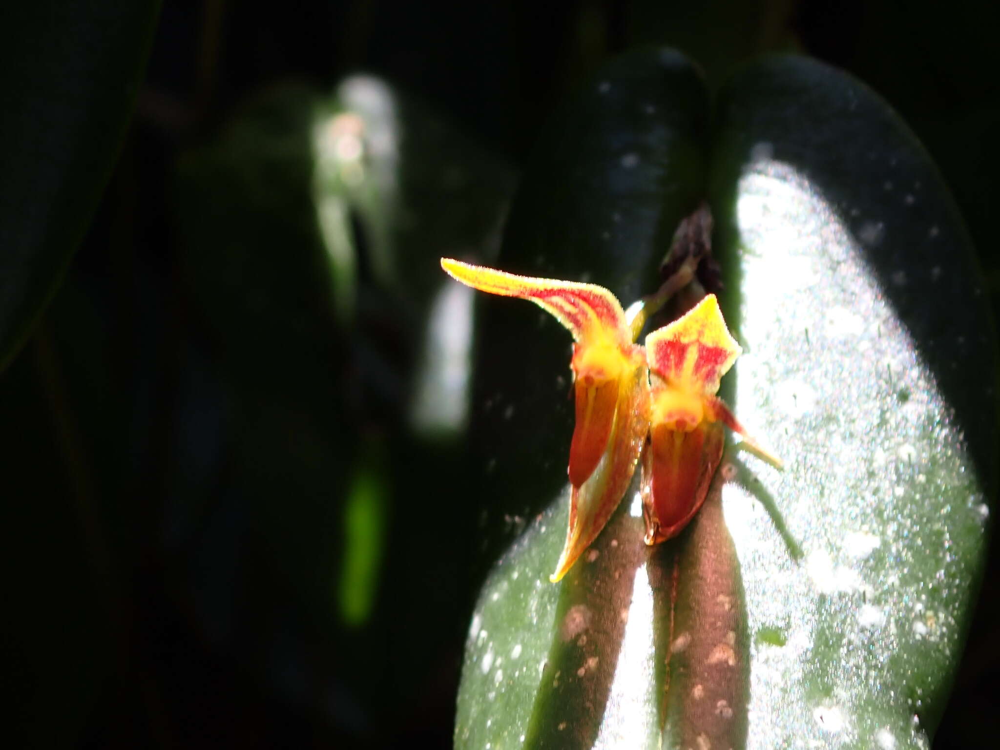 Image of Pleurothallis coriacardia Rchb. fil.