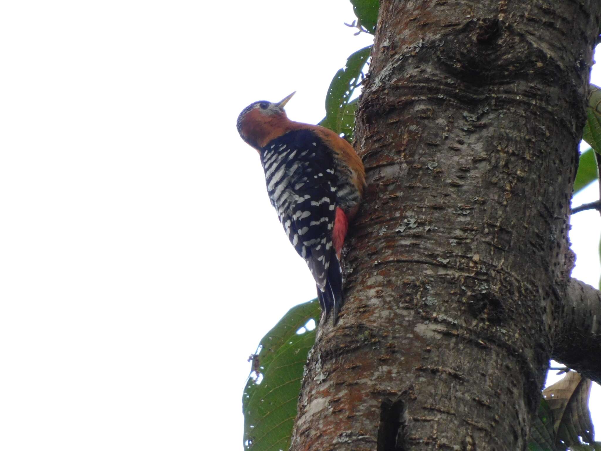 Image of Rufous-bellied Woodpecker