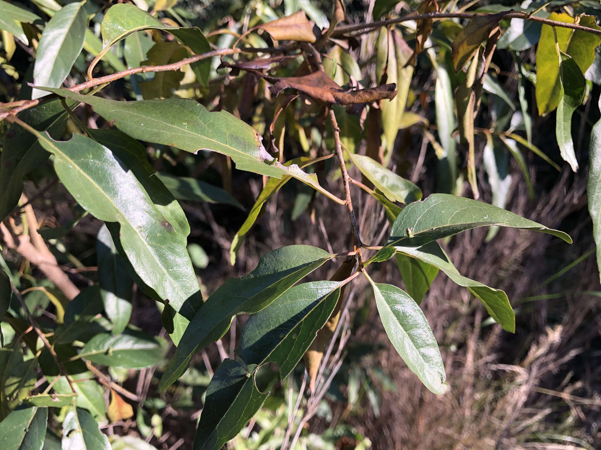 Image of Ehretia saligna var. membranifolia (R. Br.) B. R. Randell