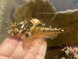 Image of Plumose sculpin